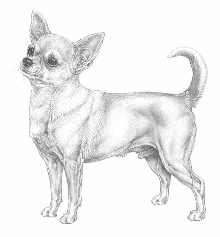 Chihuahua